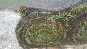 gazons naturels placage professionnels